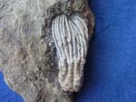 Crinoid
