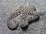 Brittle Star