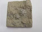 Bryozoan