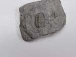Trilobite