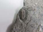 Trilobite