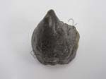 Gastropod