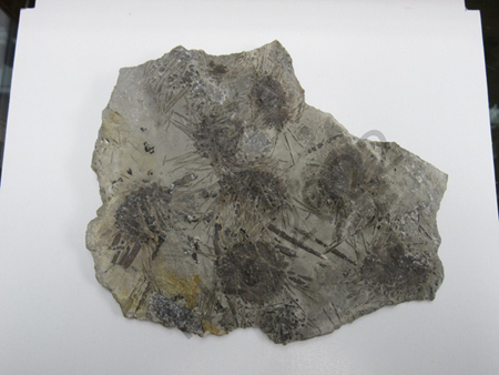 Echinoid