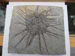 83Echinoid