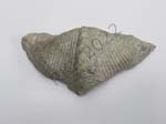 Brachiopod