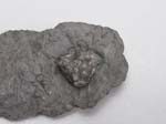 Crinoid