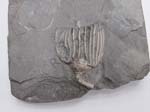 Crinoid