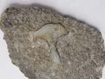 Shark Tooth