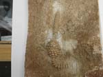 Crinoid