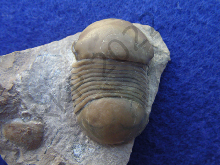 Trilobite