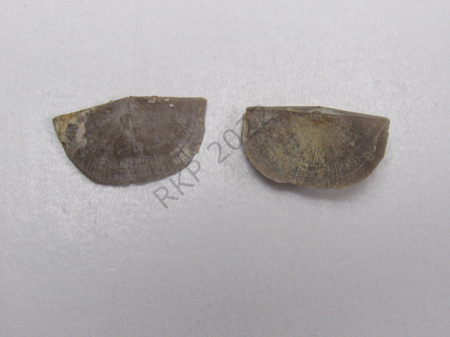 Brachiopod