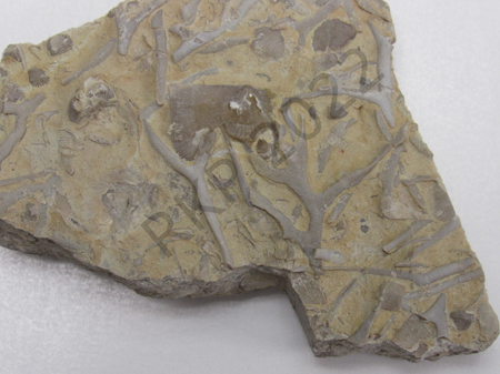 Bryozoan