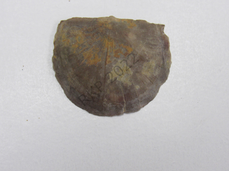 Brachiopod