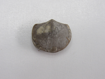 Fossil to show on mouse over
