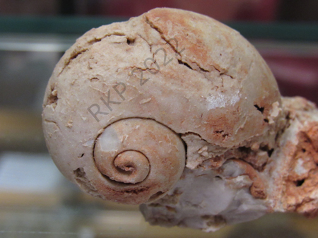 Gastropod