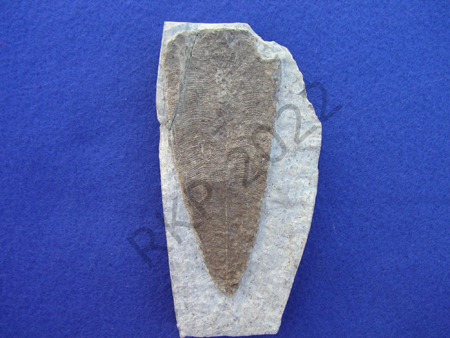 Conularia