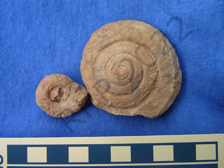 Gastropod