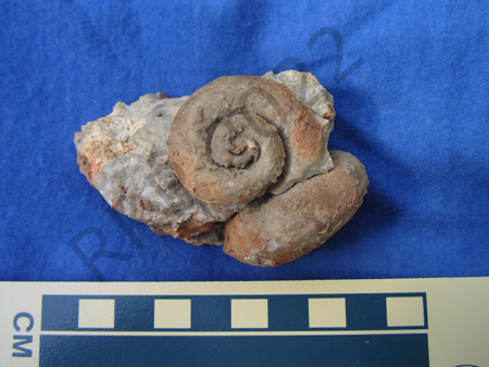 Gastropod