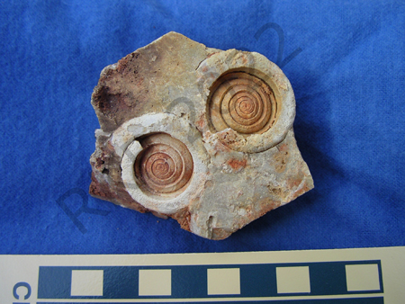 Gastropod