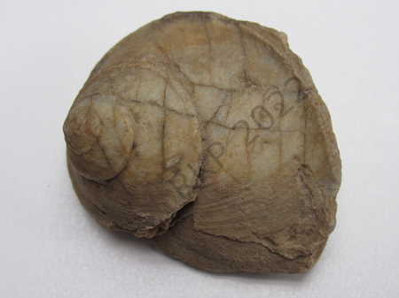 Gastropod
