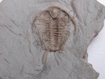 Trilobite