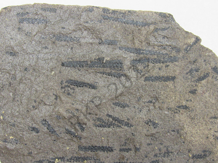 Graptolite