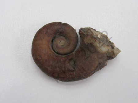 Gastropod