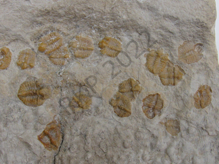 Trilobite