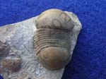 01Trilobite
