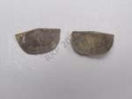 02Brachiopod