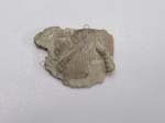 Worms on Brachiopod
