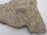 Bryozoan