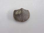 Blastoid