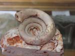 Gastropod