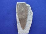 Conularia