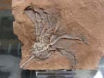 Crinoid