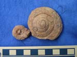 Gastropod
