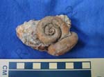 Gastropod