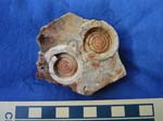 Gastropod