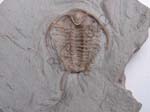 Trilobite