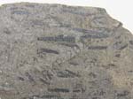 Graptolite