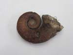 Gastropod
