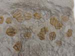 Trilobite
