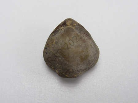 Brachiopod