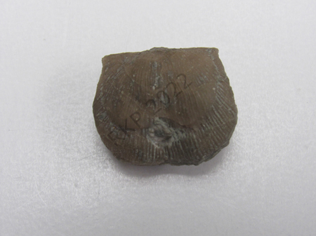 Brachiopod