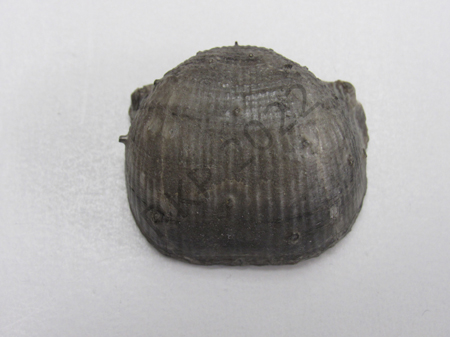 Brachiopod