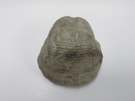 Brachiopod