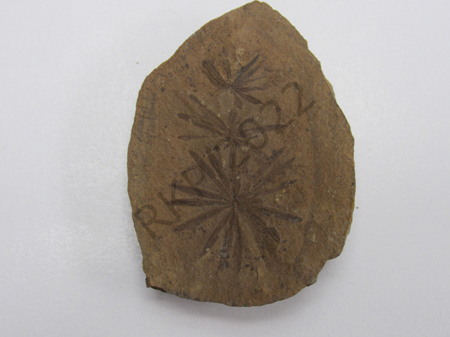 Horse Tail Leaf Whorl