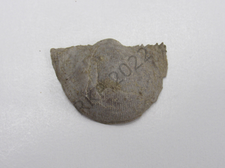 Brachiopod