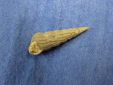 Gastropod